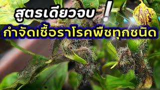 สูตรเดียวจบกำจัดเชื้อราโรคพืชทุกชนิด แอนแทรคโนส