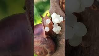 Snail Laying Eggs