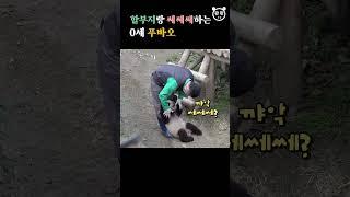 나 푸바오는 할부지랑 쎄쎄쎄하지 Baby Panda Fubao & Zookeeper