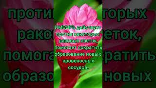 ПРОТИВОРАКОВАЯ ДИЕТА.ЗОЖ. #кухняусёмушки #рек #зож #пп #здоровье #антирак