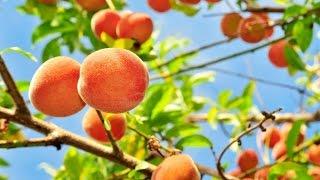 PEACH TREES - TIME LAPSE | Slide Show How to Grow Peaches