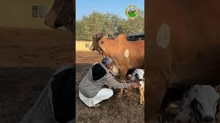 ગૌધણ | હજારો જન્મનાં પુણ્ય હોય ત્યારે આંગણમાં ગાય આવે | Rameshbhai Rupareliya #cow #cowlove #farming