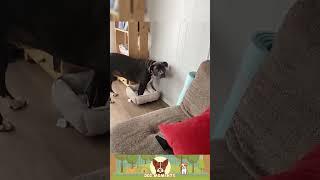 Daily Dose of Dog Cuteness & Chaos  #shorts