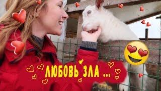 Влюбилась в козлика)