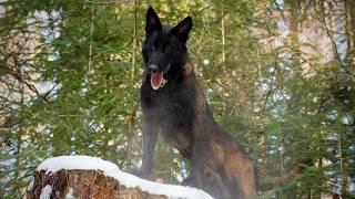 This is the best working dog I have ever seen in my life! Malinois Cannibal, IGP dog training.