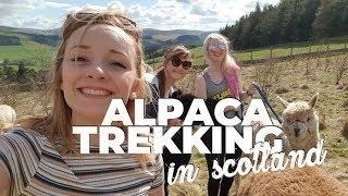 Alpaca Trekking in Scotland