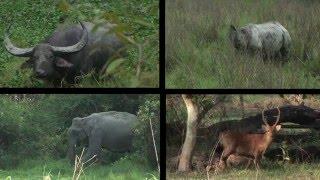 Journeys in India: Kaziranga