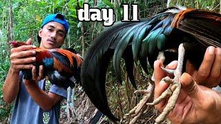 DAY 11:PART1|HINDI KAMI MAKAPANIWALA! NAHULI NAMIN ANG MAUTAK NA LABUYONG MANOK