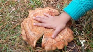 Foraging: Picking Saffron Milk Caps (Lactarius deliciosus) Kuitpo 2021 | South Australia |Nấm Thông