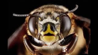 bees might help smartphone