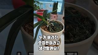 누가 버려진 호접란이라고 할까요?
