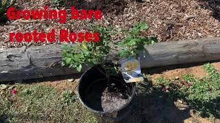 Planting  Roses         Tips to grow