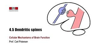 4.5 Dendritic spines