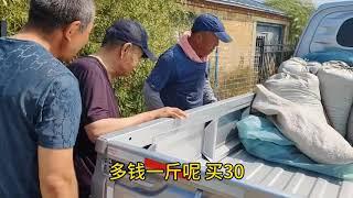 農民工老吕的真實鄉村生活分享：河邊下網捕魚，來個美味的加菜！搭配自己家小菜園新鮮蔬菜炖的美味家常餐，太下飯了！#生活紀實 #美食 #農民工老吕 #乡村 #乡村生活  #农村日常#农村