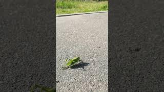 Кузнечик — прыжок в траву. Katydid. Певчий кузнечик. Tettigonia cantans