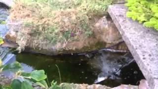 Pond fish and pipes put together into the ponds experience and the outcast of the pond part1