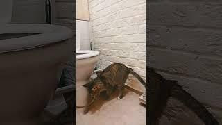 Ксения Анатольевна