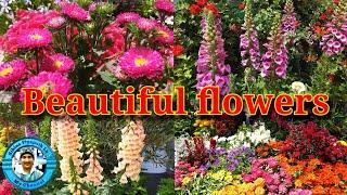 Beautiful Flower Garden | Sihina Piyapath LK