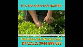 chè tân cương giá bao nhiêu | Đang tuyển Đại lý cấp 1