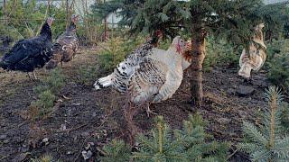 Домашні індики. Особливості розмноження та утримання індиків. Пасу індиків взимку