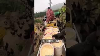 Китаец Построил ПОЕЗД для Куриц
