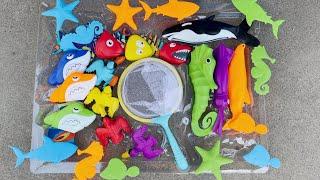 Pool Party Play Toys! Sea Horse, Squid, Sharks, Starfish, Ducks,  Water Toys In The Pool