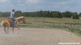 Sports Flo Model - working the mechanical cow - Valley View Ranch