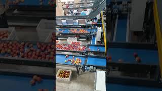 سیب صادراتی ایران  #هند#پاکستان#دبی#سیب#عراق#روسیهIran's export apples  #India#Pakistan#Dubai#Ap