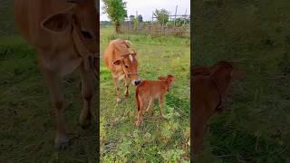 Baby Cow with Mother Animal Verse