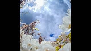 6a  ts3 000222 White Butterfly Cherry