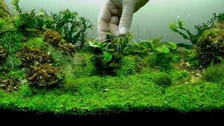 Как закрепить аквариумные растения .How to fix aquarium plants