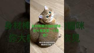 身材棒模仿强的猫咪你大概是第一次见吧？#搞笑萌宠＃猫咪的迷惑行＃萌宠成精了#浑身都是戏#会说话的猫