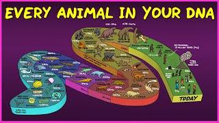 Every Animal In Your DNA