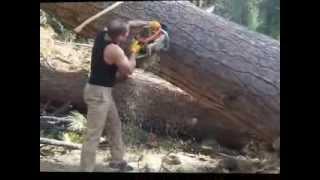 Tree blocking road to GOLD mine