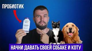 Лучший пробиотик для собак и котов