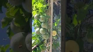 Picking passion fruit #shorts #viralvideo #cuttingskills #passion #fruit #rurallife