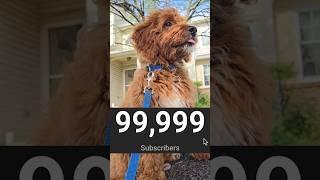 ️PUPPY IS 1 SUBSCRIBER AWAY FROM 100K️ #shorts #puppy #dog #puppy