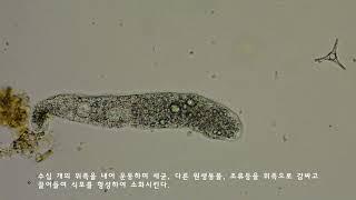 아메바  Amoeba