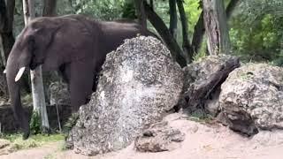 NEVER BEFORE SEEN at DISNEY 8 HIPPOS EATING, 6 ELEPHANTS, KNOCKED OVER TREE! ANIMAL KINGDOM SAFARI