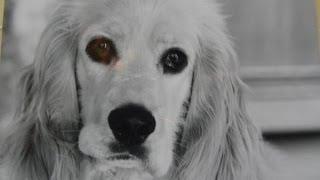 A Special Tribute to My Loving Dog - Goodbye My Friend