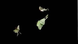 Luna Moth (Actias luna) 1500fps flight