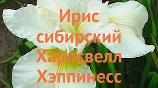 Ирис сибирский Харпсвелл Хэппинесс  обзор: как сажать, луковицы ириса Харпсвелл Хэппинесс