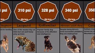 Strongest Animal Bite Force Comparison