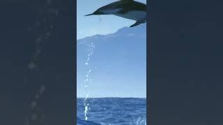 A dolphin:Jumping to see |Rk creation