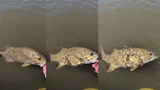 Smallmouth Bass Fishing in the Fire Swamp??