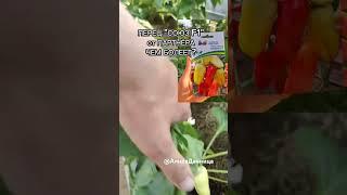 🫑ЧТО С ПЕРЦЕМ?СРОЧНО НУЖЕН СОВЕТ ЗНАТОКОВ.  ПОЧЕМУ ГНИЁТ НА КУСТУ?#перец #овощи #гниль #огород