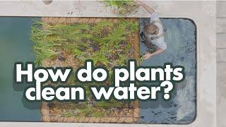 Natural Pools: How Do Plants Clean Water?