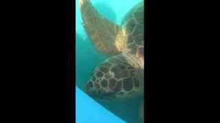Marathon Turtle Hospital (#1)