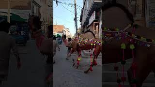 shahzad ansari 220vlog
