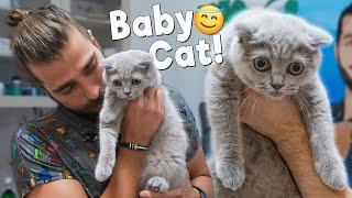 Adorable Scottish Fold Kitten Speaks with the Vet!